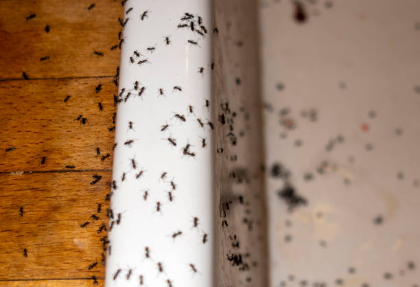 Flea Control Services in Vail, CO