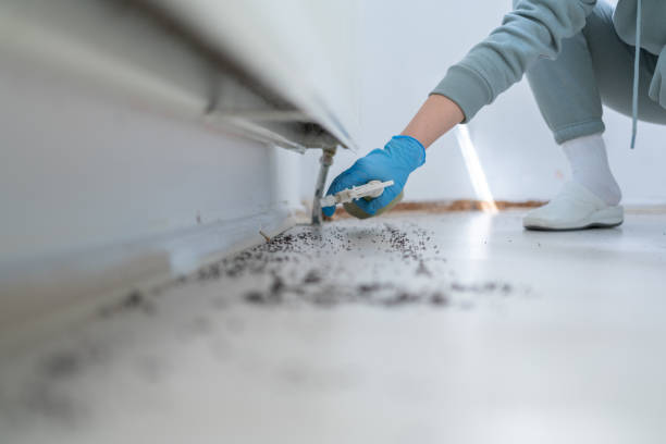 Best Pest Removal Services  in Vail, CO